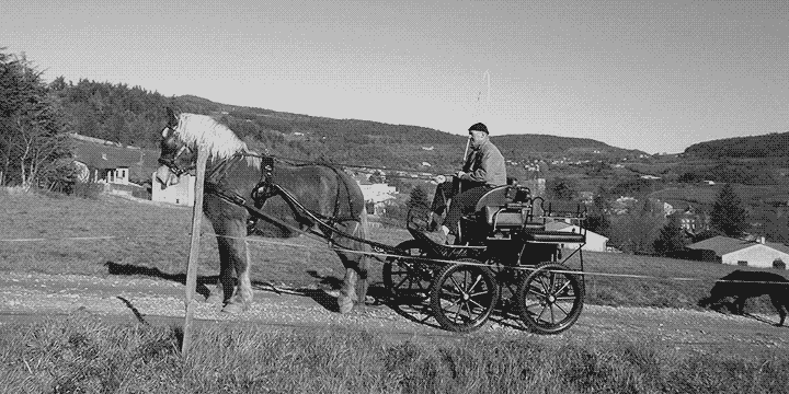 Balade en calèche avec Biscotte