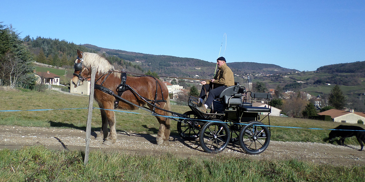 Balade en calèche avec Biscotte