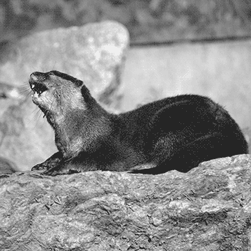 Peaugres : les loutres