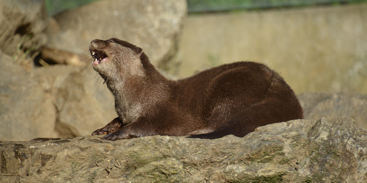 Peaugres : les loutres
