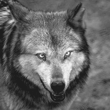 Peaugres : les loups