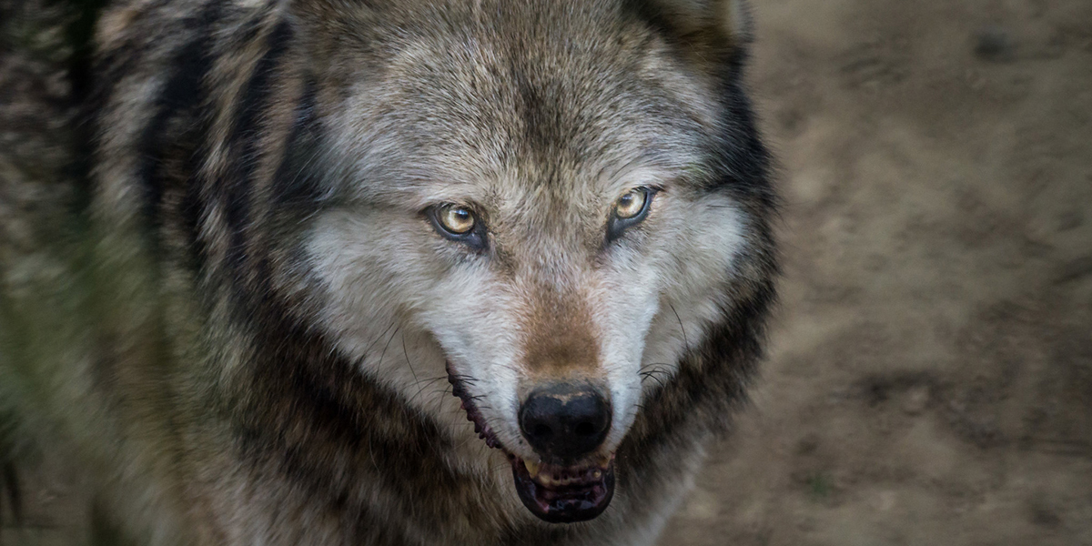 Peaugres : les loups