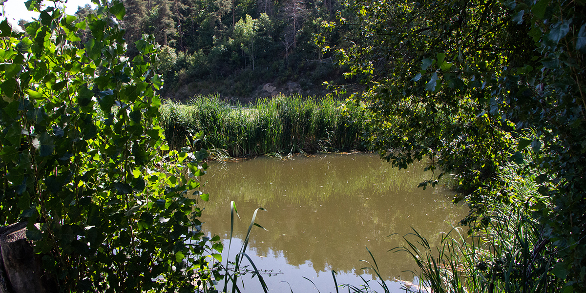 L'Étang que surplombe les gîtes