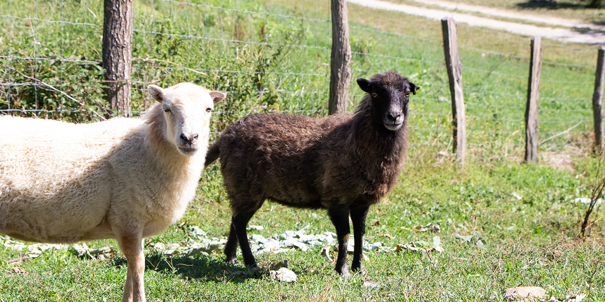 Les moutons (race Ouessant)