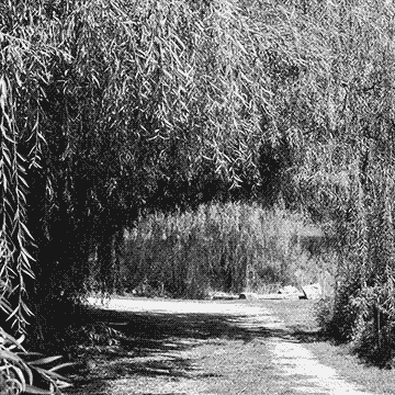 Passage sous les saules
