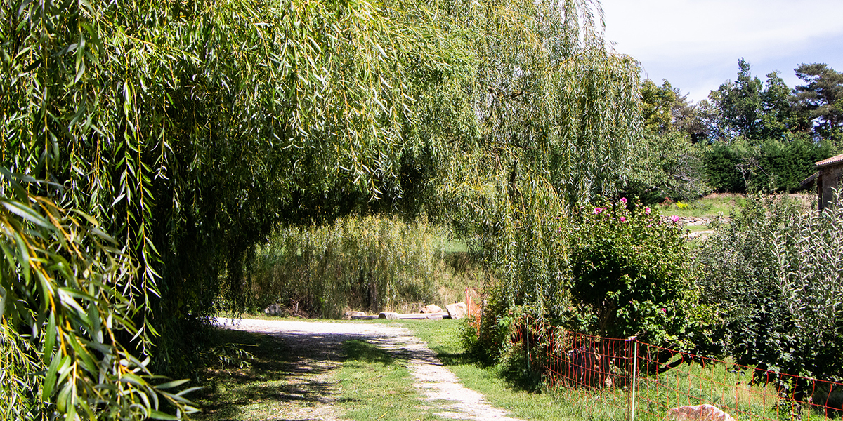 Passage sous les saules